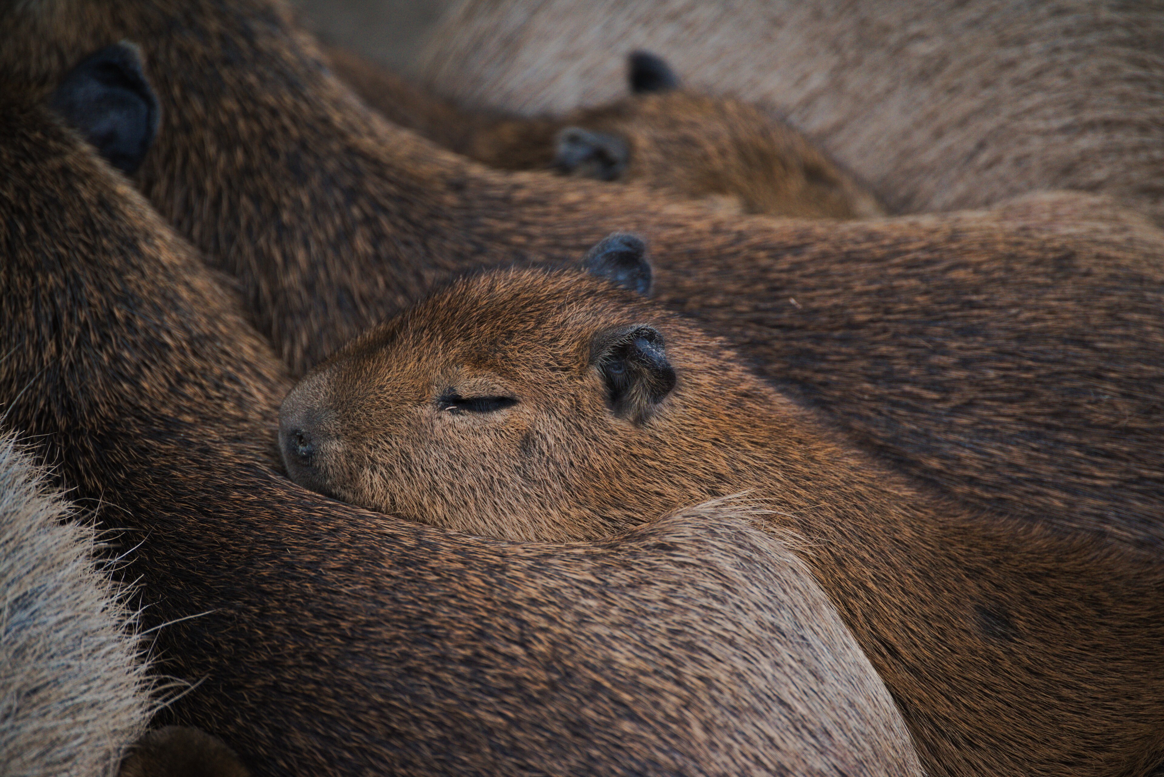 Shepreth Wildlife Park, Cambridgeshire