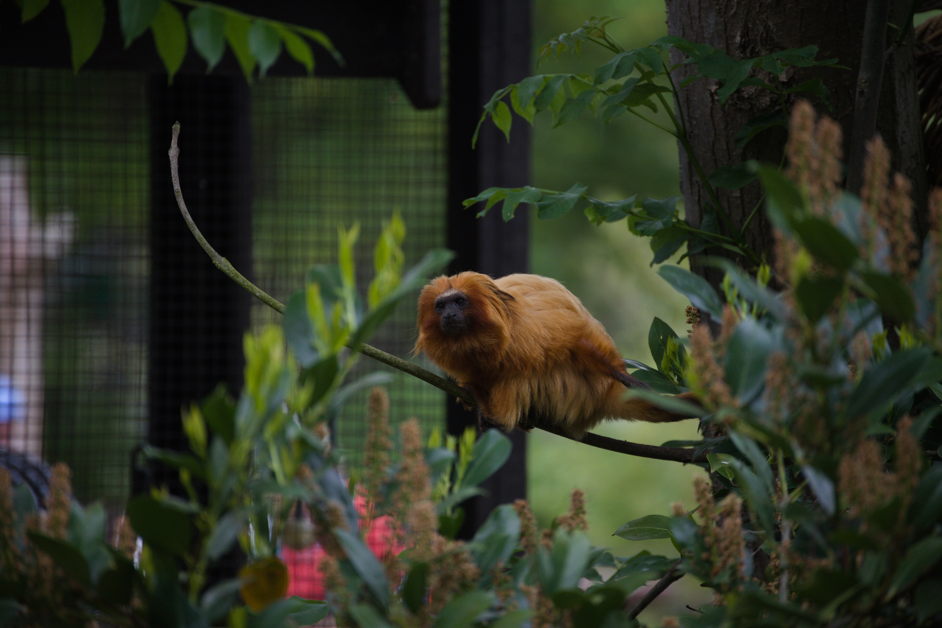 Shepreth Wildlife Park, Cambridgeshire