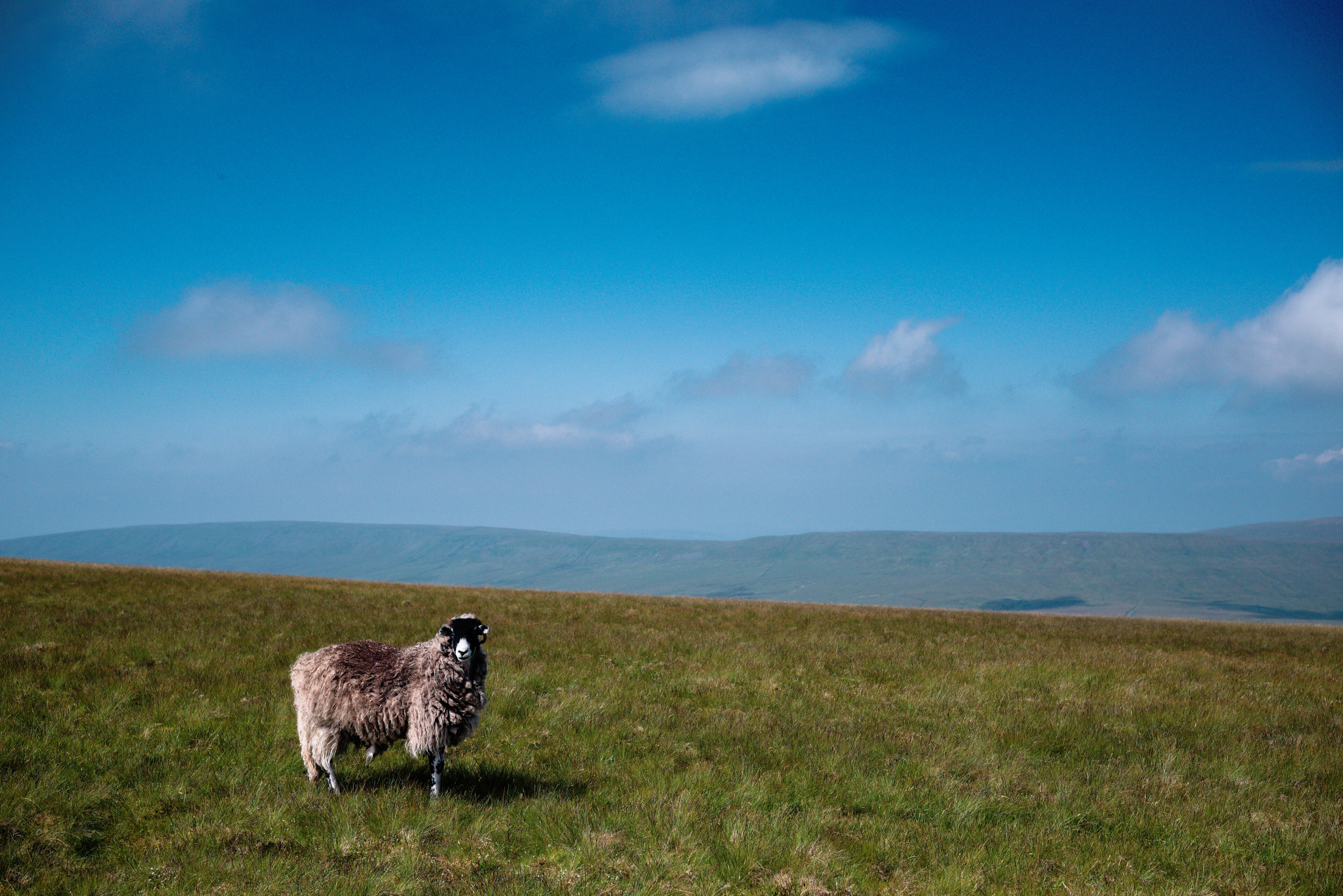 Whernside, Yorkshire Dales